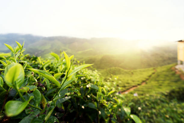 Kebuh teh dan pengolahan hasil daun teh. Sumber : istockphoto.com