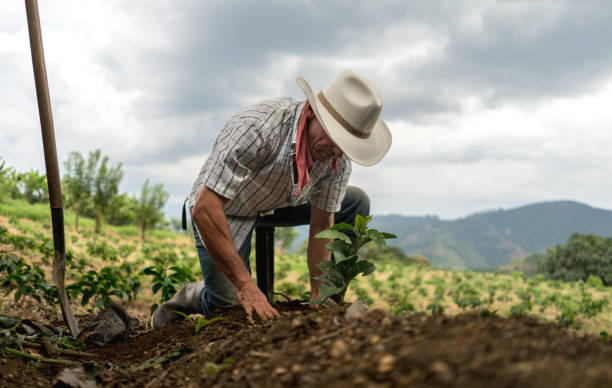 Prospek usaha perkebunan di daerah pedesaan. Sumber : istockphoto.com
